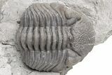 Partially Enrolled Eldredgeops Trilobite Fossil - Paulding, Ohio #224918-2